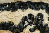 Mammoth Molar Slice with Case - South Carolina #207596-2